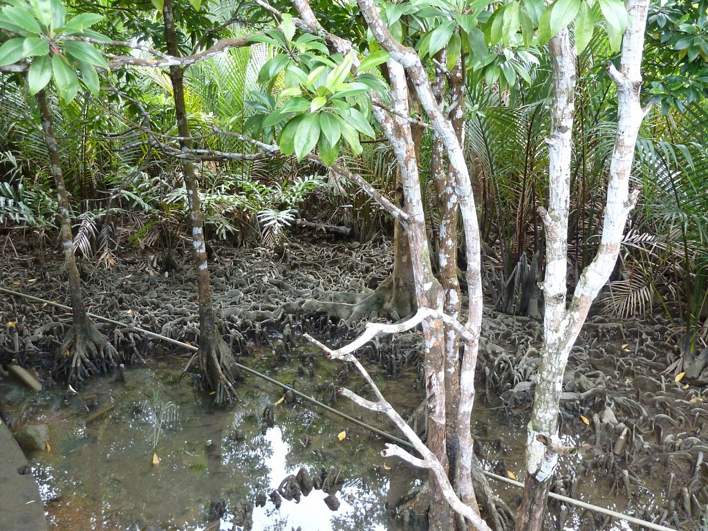 Mangroves