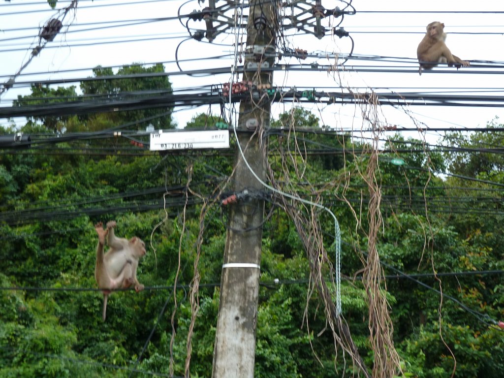 Monkeys on telephone lines