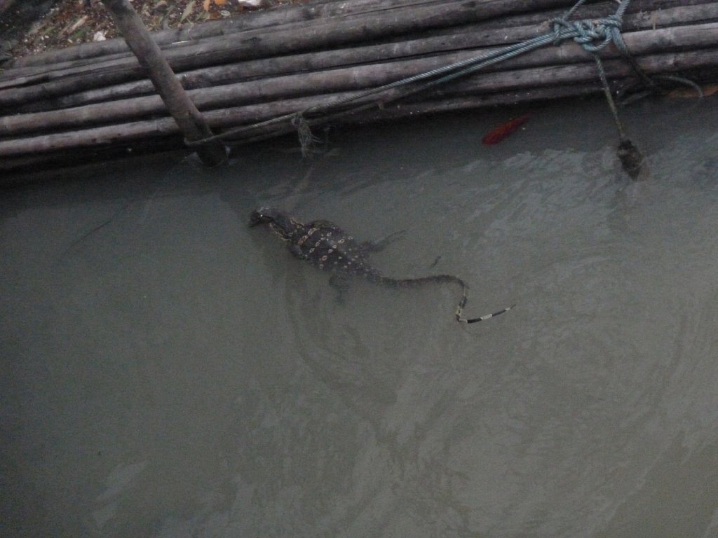 Swimming varanidae in a Khlong in Bangkok