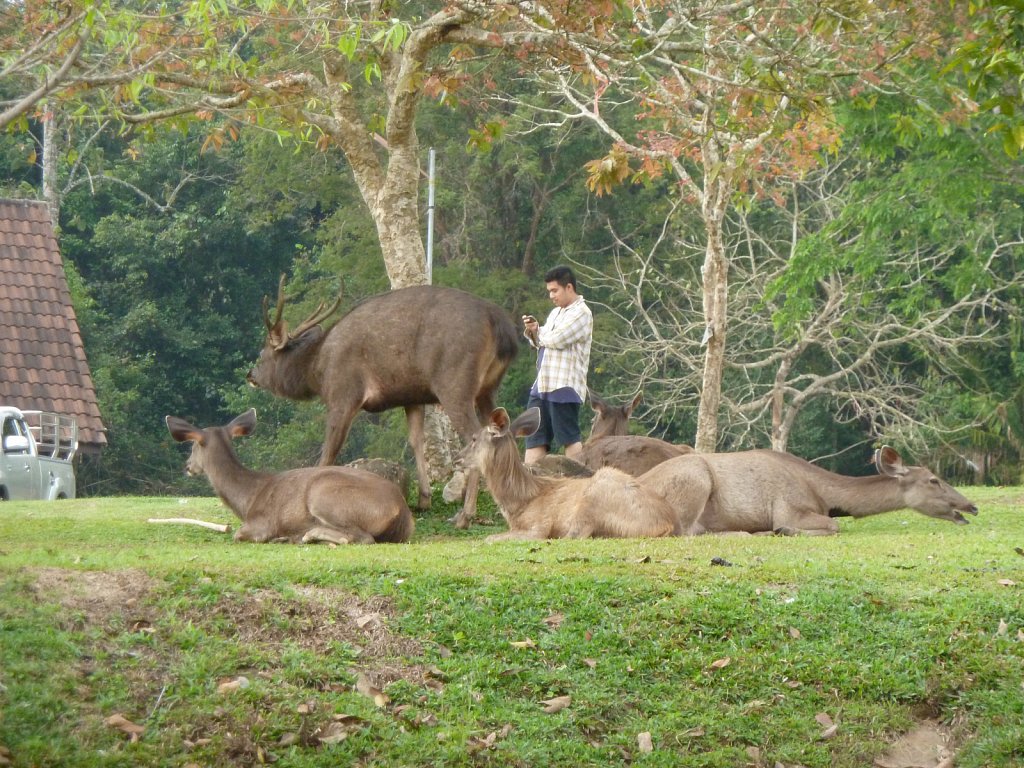 Deers at the camping area of the Khao Yai National Park