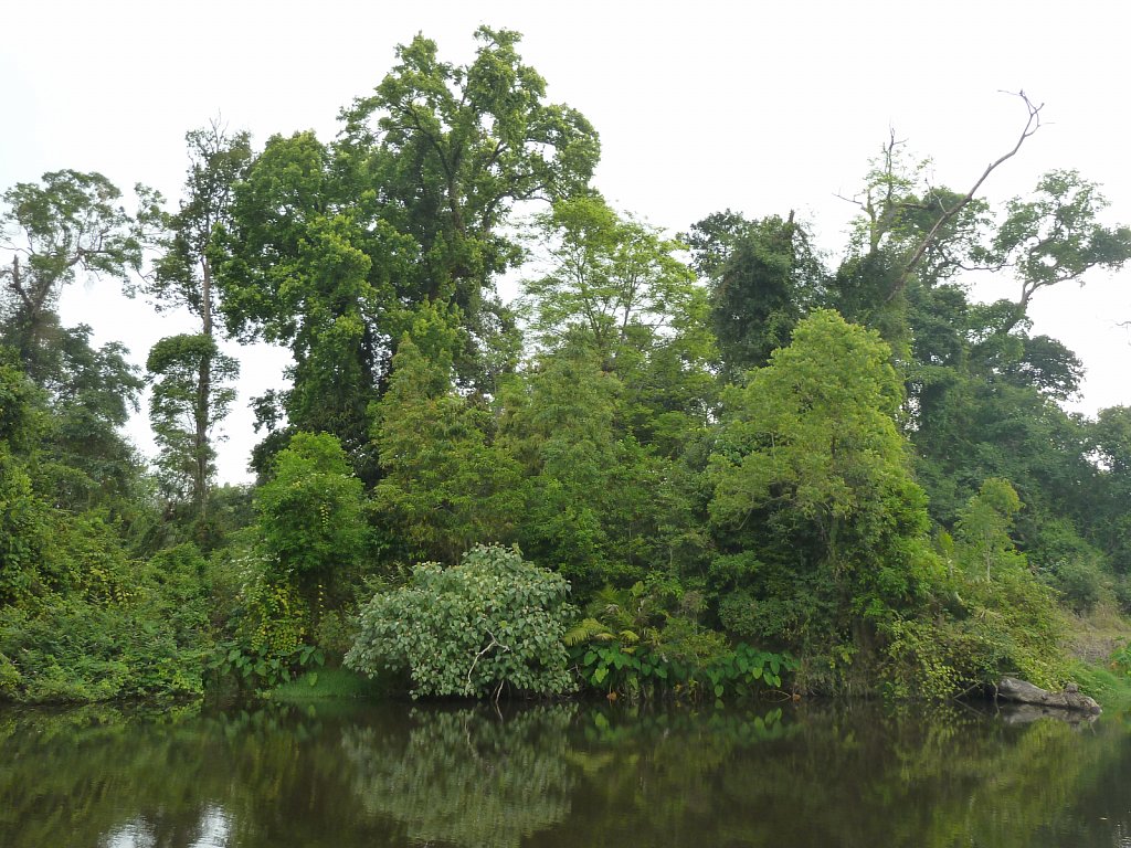 Rain forrest in Khao Yai National Park