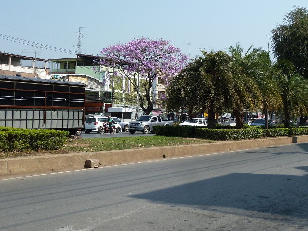 Street with blooming tree in Pak Chong