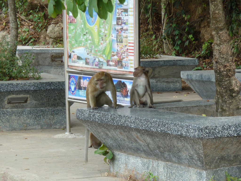 Monkeys on the sidewalk