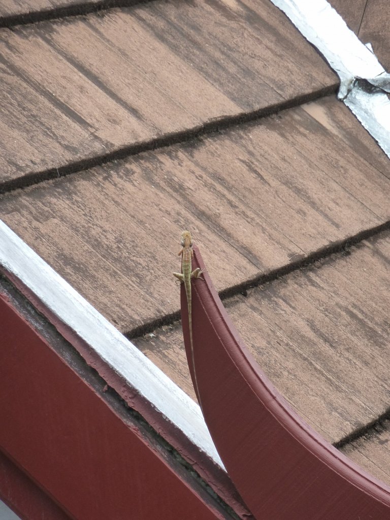 Lizard on a roof ornament
