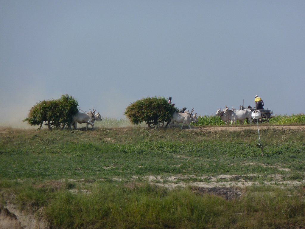 Bullock carts on the river bank