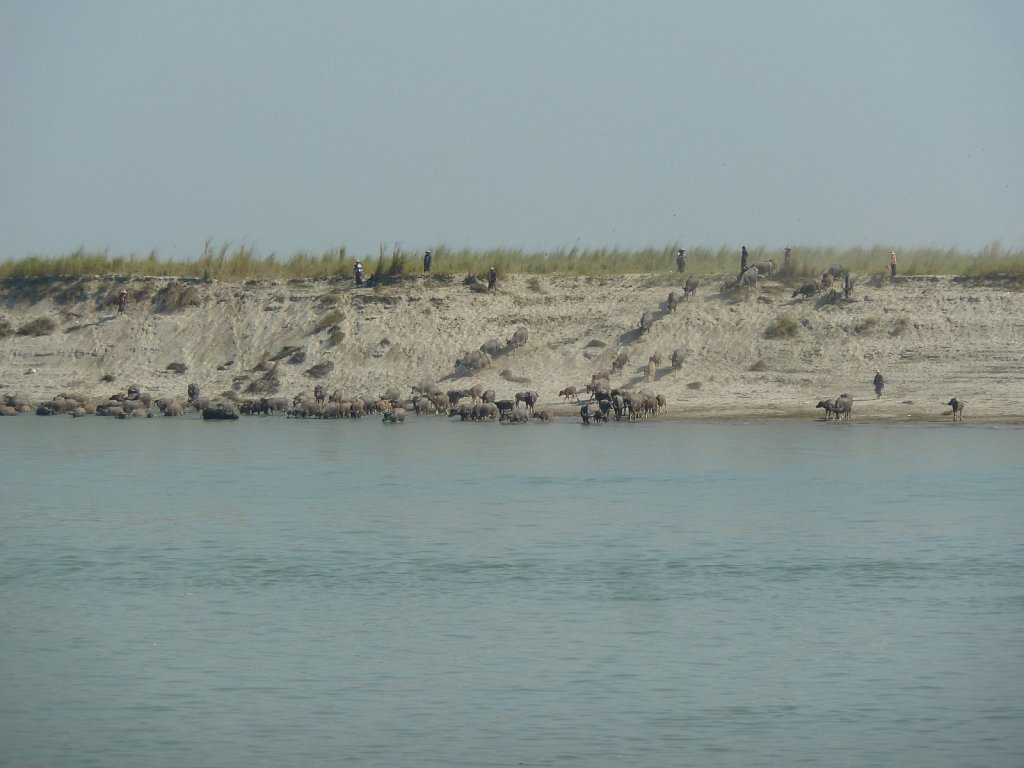 Buffaloes soaking river water