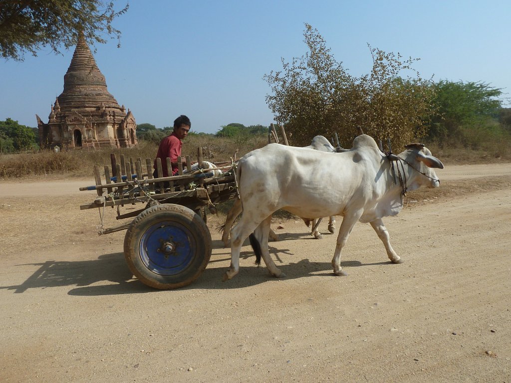 Bullock cart in Bagan