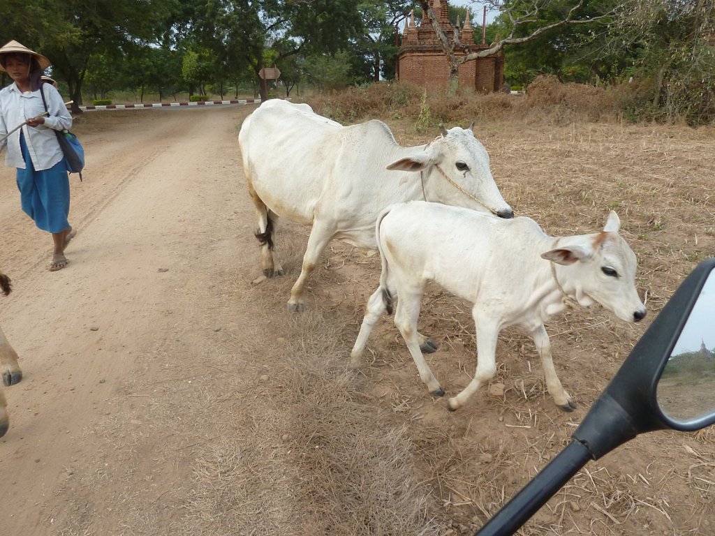 Herd of cattle with guardian