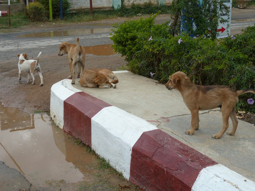 Dogs on the roadside