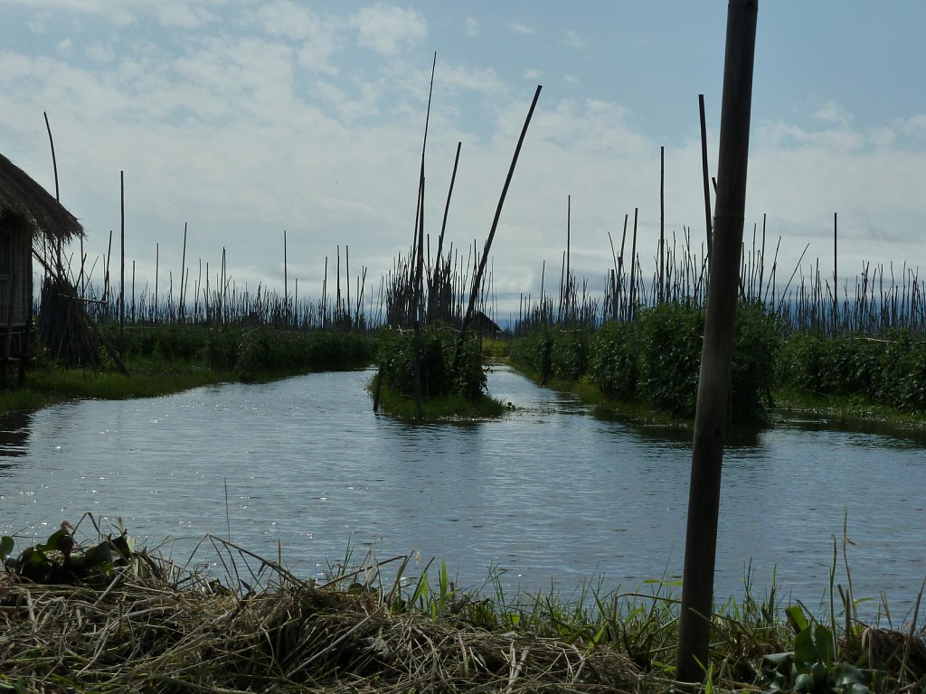 Floating garden at Inle lake