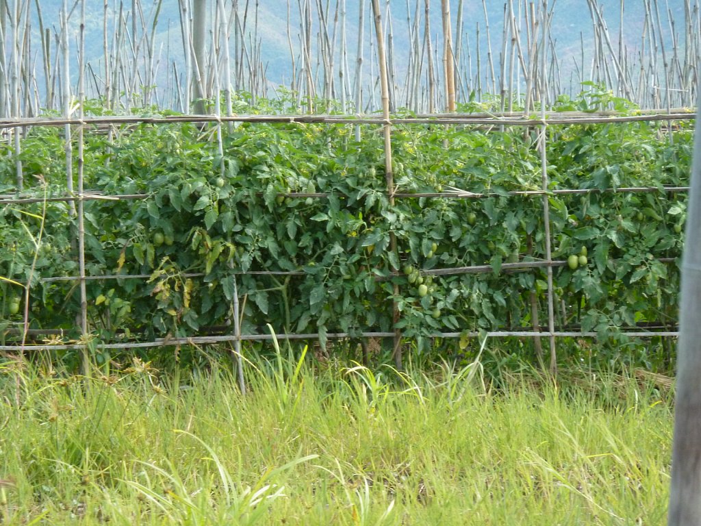 Inle lake: Floating garden