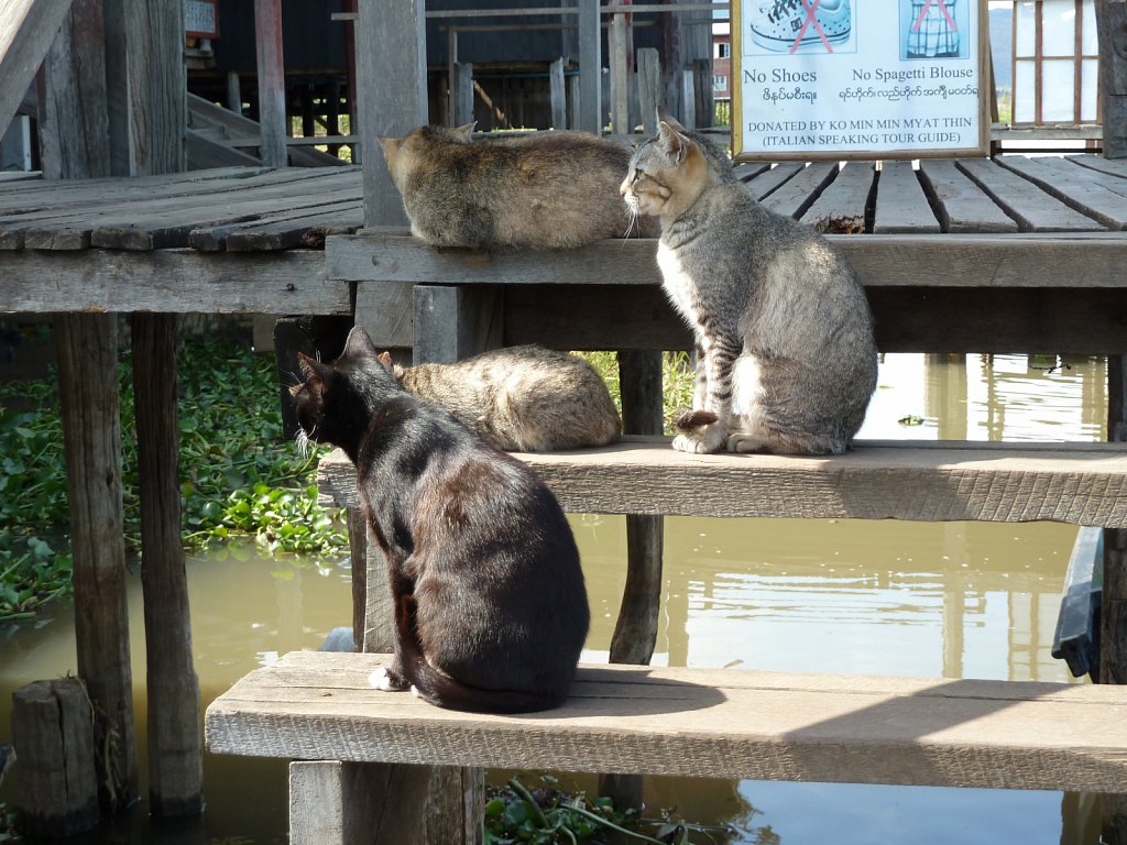 Cats on stairs in Nga Hpe Kyaung monastery