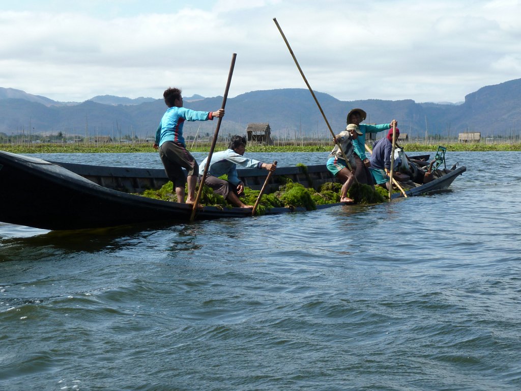 Floating garden farmers gathering weed to prepare the beds of th