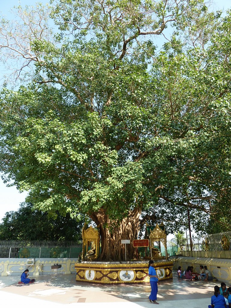 Bodhi Tree in Shwedagon Pagoda, Yangon