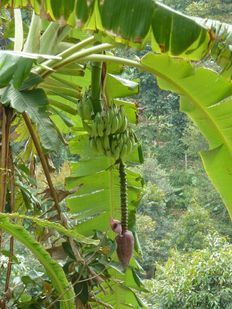 Bananas next to the road