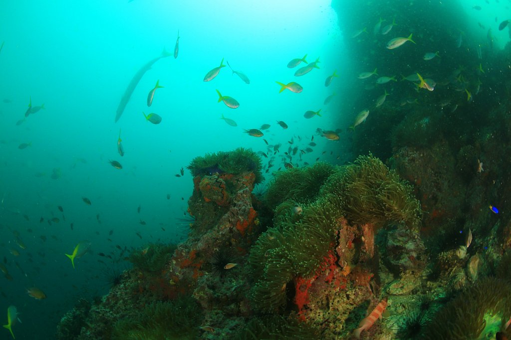 First dive impressions