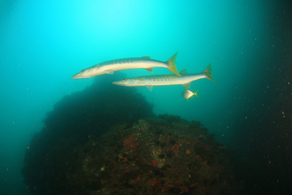 First dive impressions: Barracuda